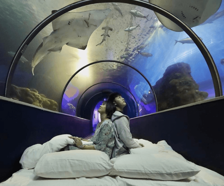 台灣親子遊|潛入水下世界 探索全台最夢幻的9大水族館